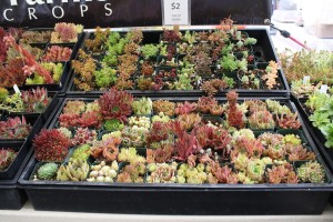 outdoor succulent