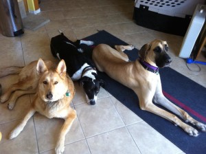 小林敏子さん宅の愛犬たち