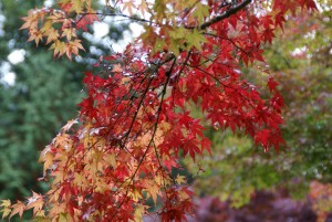 SONY DSC