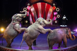 Elephants4-LowREs