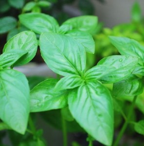basil