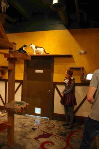 室内では10匹近くの猫が部屋の中を自由に動き回っていて、猫耳のスタッフのお姉さんが、質問に答えてくれます。