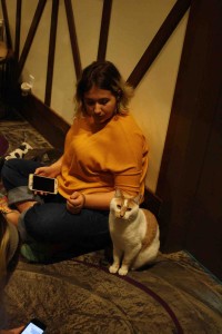ここにいるのは、みんな新しいファミリーに受け入れ可能な猫たちばかり。猫を飼いたい方は、ぜひお出かけくださいね。 https://seattlemeowtropolitan.com/