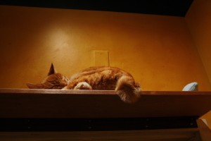 遊ばれ疲れて、高いところで寝ている猫もいます。