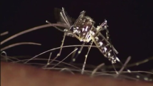 zika-min