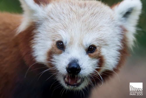 写真引用：Woodland Park Zoo Blog