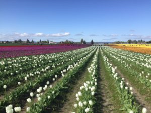 Tulip only 1