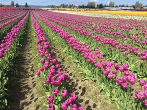 Tulip only2
