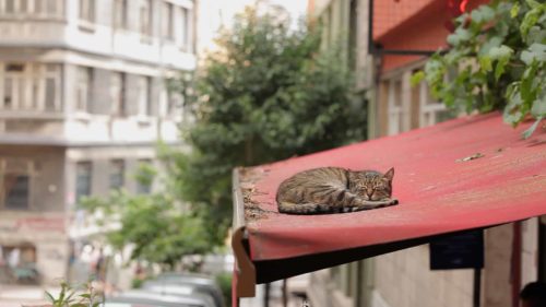写真提供:SIFF