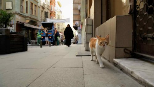 Kedi_Still03-min