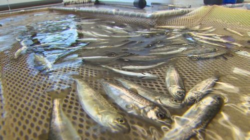 salmon fishing_1462928730282_2202076_ver1.0