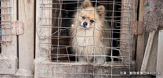 ASPCA2