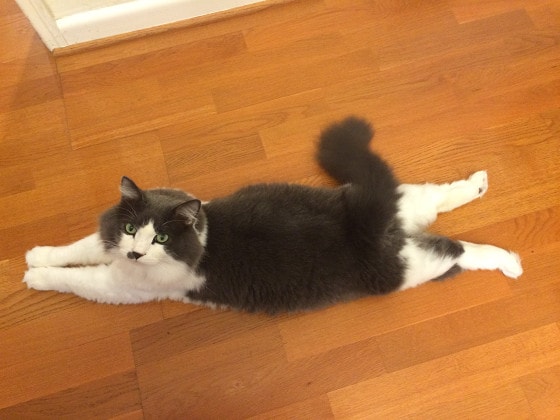 2-super-cats-min