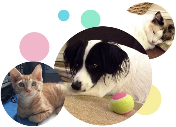 feature-pet-min
