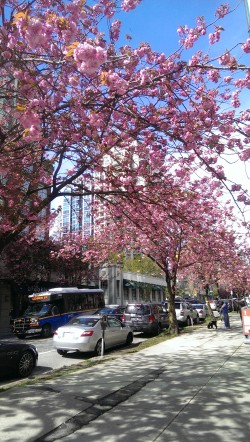 バンクーバーの桜祭り