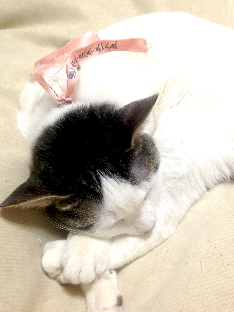 美美 編