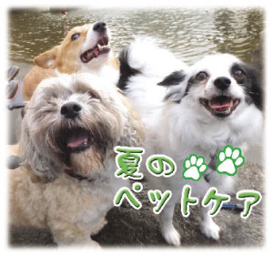 夏のペットケア ー ペットのために気をつけたいことは？