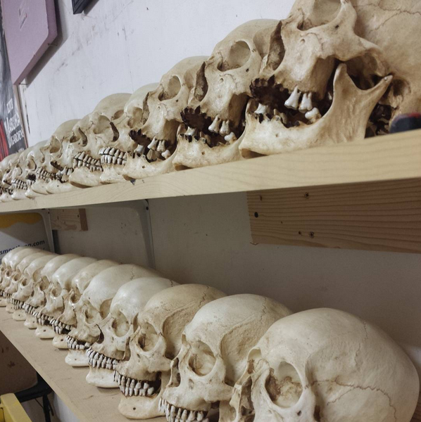 【ハロウィンの季節です！】精巧ながい骨レプリカ−skull shoppe−