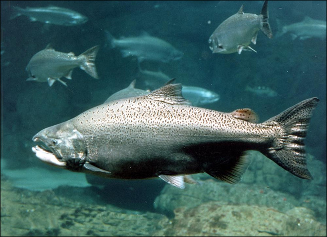 再放流によるサケの死が懸念され、漁獲が早く終了