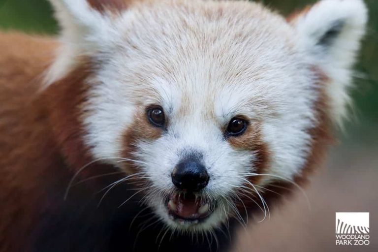 ウッドランドパークにて顔の白いレッサーパンダのお披露目
