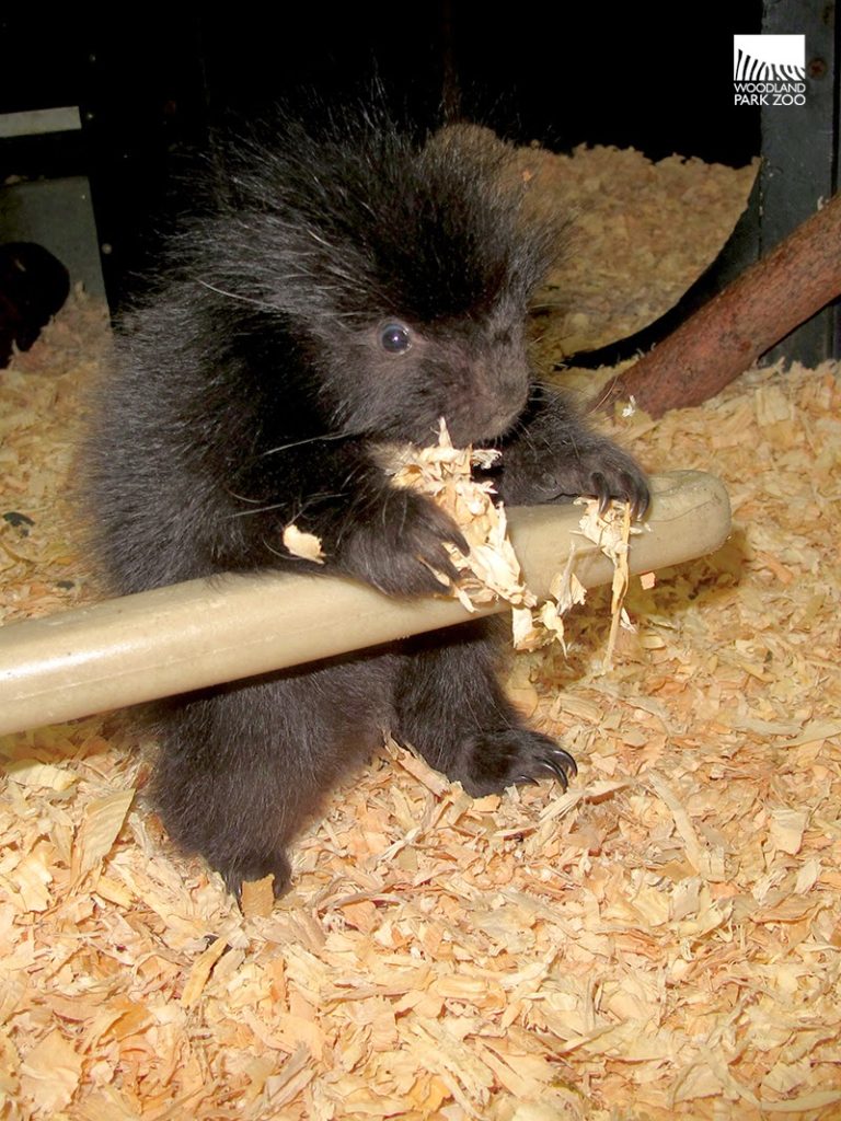 ヤマアラシの赤ちゃん誕生！ウッドランドパーク動物園で