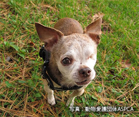 「犬を愛しているから、売りません」 シアトルから伝えたい動物愛護