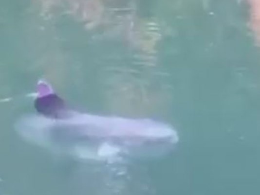 サウスピュージェット湾にマンボウが出現