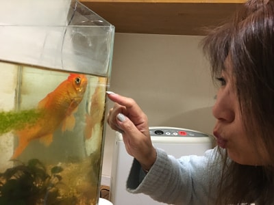 伊勢のしゃべる金魚のきんちゃん編