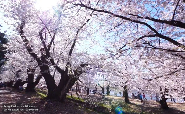 シアトル桜祭、新型コロナウィルスの影響で初のオンライン開催