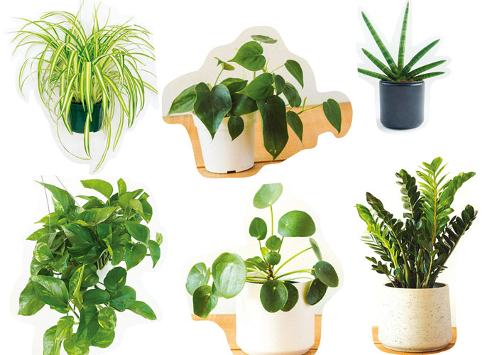 初心者でも育てやすい観葉植物で癒しの毎日を