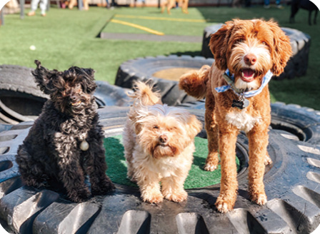 愛犬と一緒に！進化したドッグ・パークへ〜シアトルの夏を遊び尽くす！