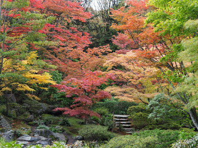 シアトル日本庭園で紅葉狩り