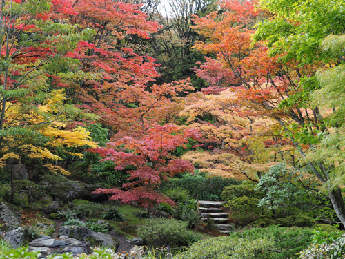 シアトル日本庭園で紅葉狩り