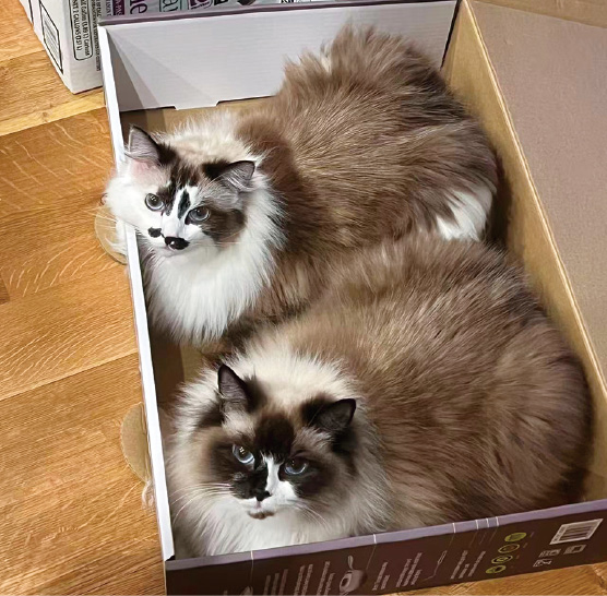 ラグドールのルルとフフ編〜うちのペット自慢